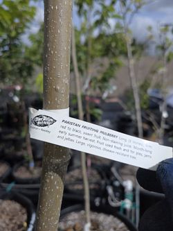 Pakistani Mulberry