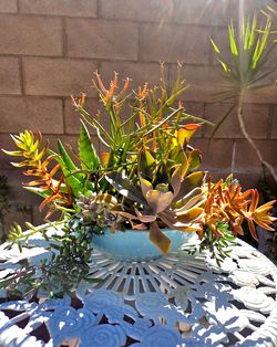 Decoration Suculents Plants Mix