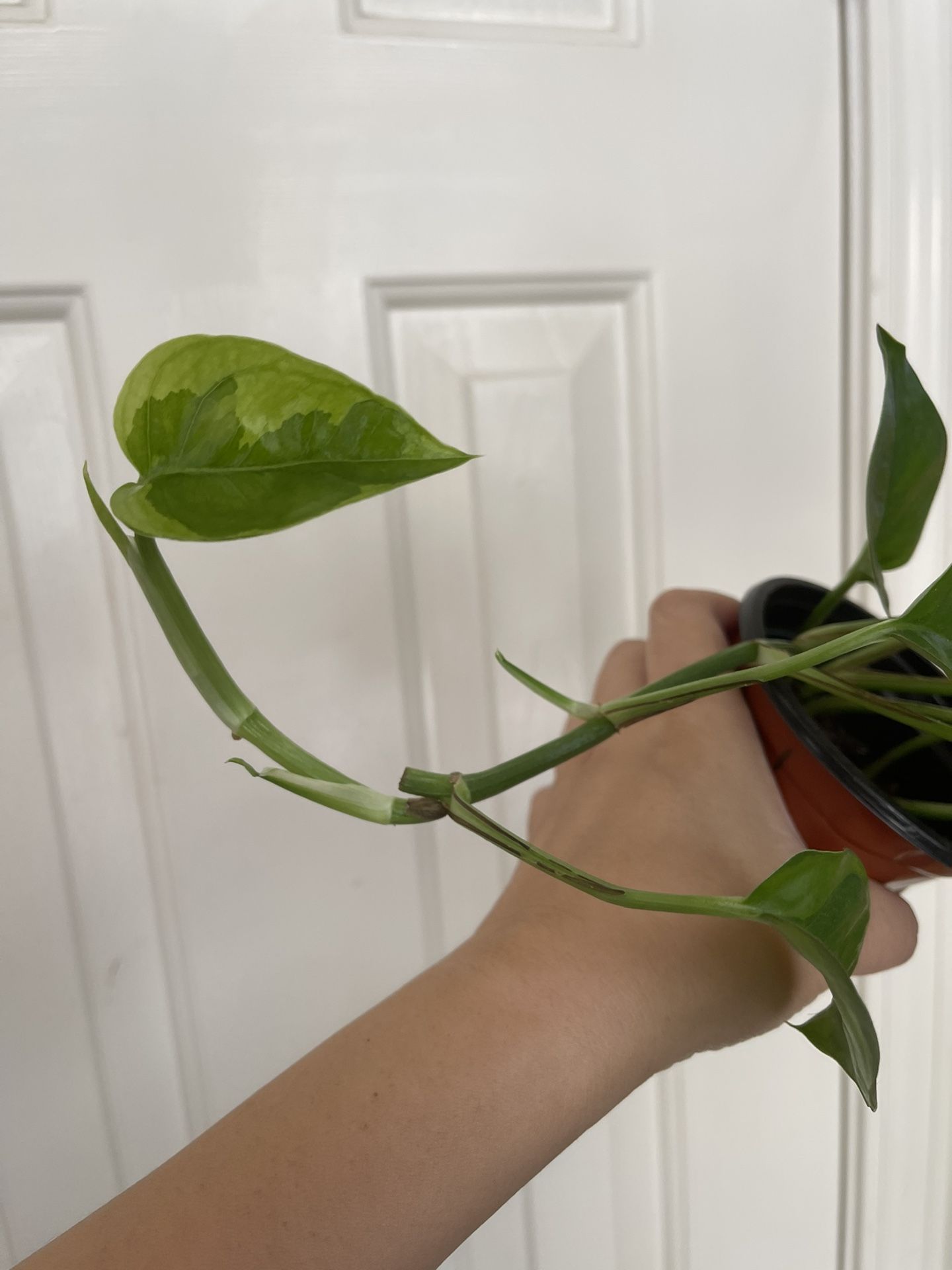 Lemon Meringue Pothos Plant