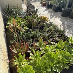 Large succulent plants