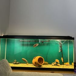 60 Gallon Aquarium With Handmade Stand 