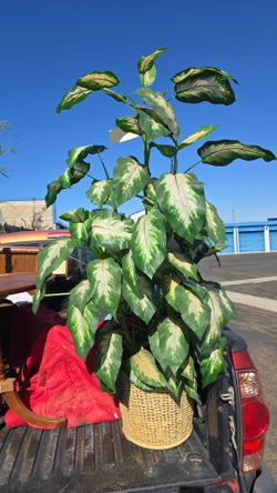 Faux Large Dieffenbachia Plant in Wicker Basket