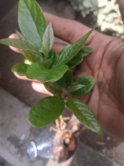Baby avocado trees take both for $20ππΏπΏπΏ