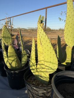 Cow’s Tongue Prickly Pear