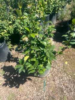 Star Jasmine Bush 5gallon