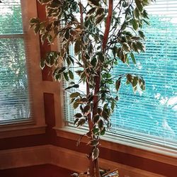 GORGEOUS SILK TREE 6 FT 5 IN HEIGHT