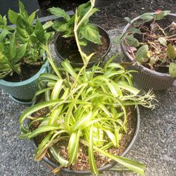 House Plants $20 For All