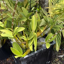 Myrmecophila Orchid NOID 