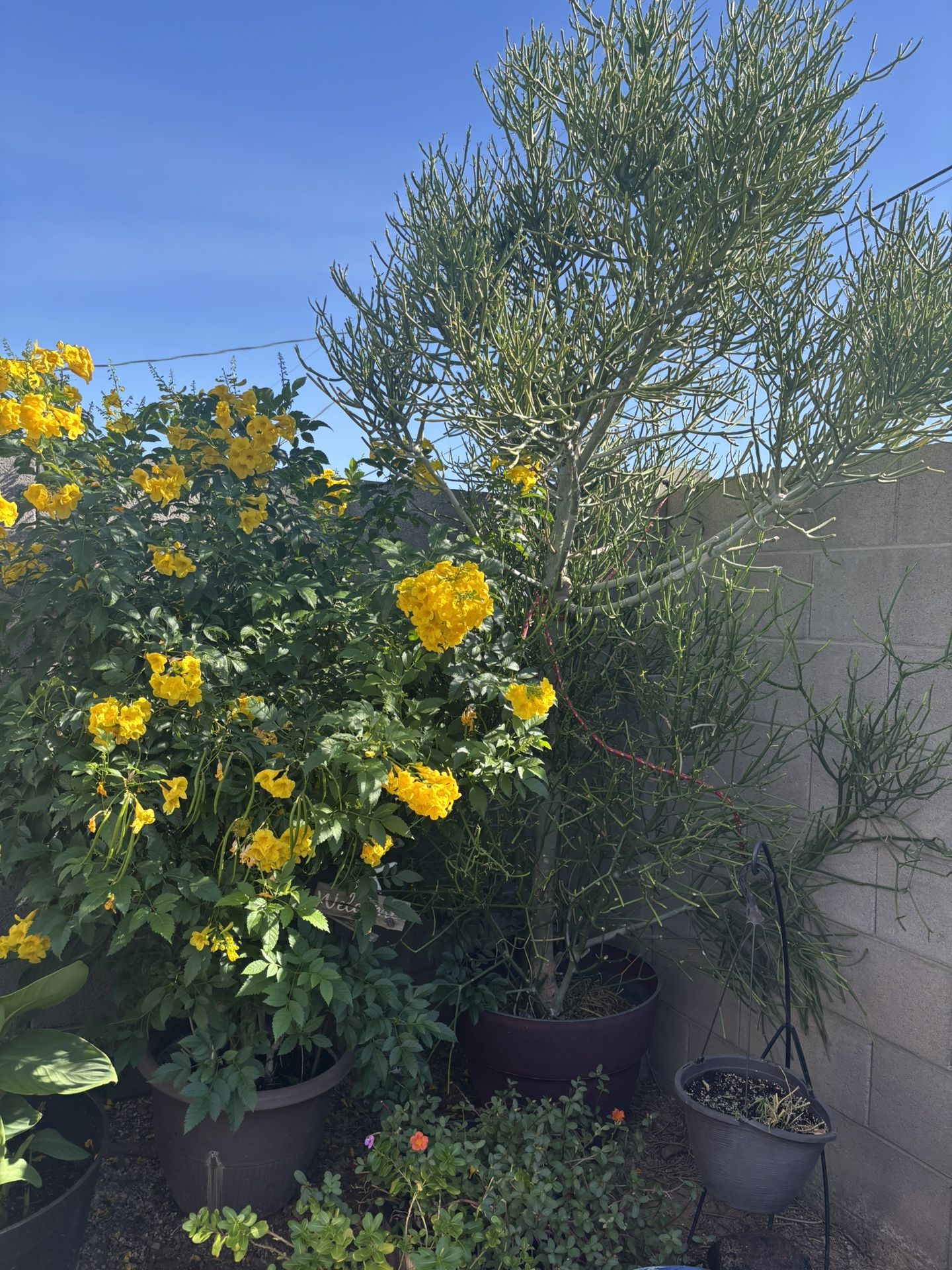 Large Potted Fire stick