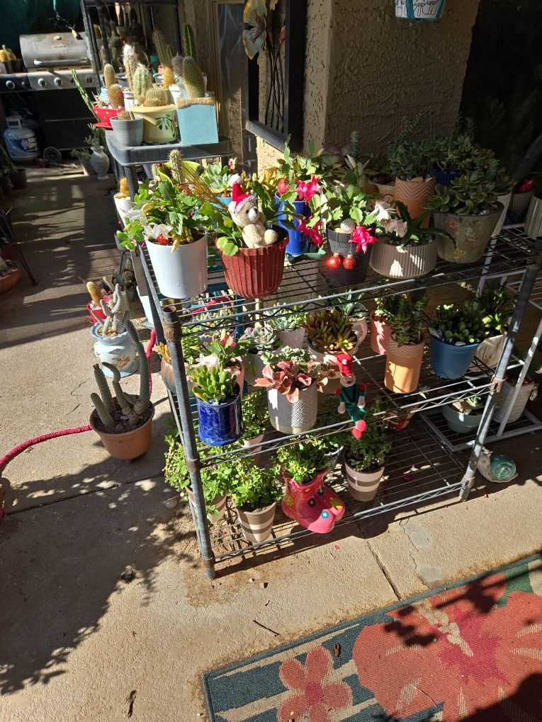 Succulents And Christmas Cactus  $6 Each