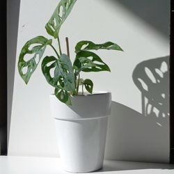 Monstera Adansonii Plant/ Swiss Cheese Monstera Plant/ House Plant/ Indoor Plant  Patio Garden 