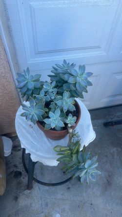 Large Blue-Green Succulent in Terra Cotta Pot