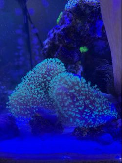 Fake coral