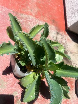 Kalanchoe Mother of Thousands Succulent Plant