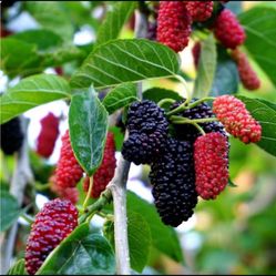 Female Fruiting Mulberry Tree