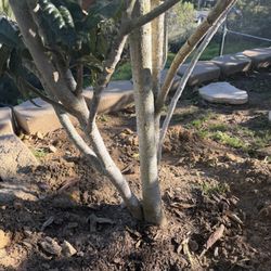 Mature Loquat Tree