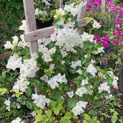 White Bougainvillea Trellis 