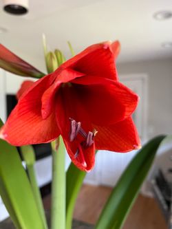 Amaryllis plants flowers in bloom
