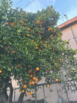 Oranges 