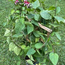 BLEEDING-HEART VINE (3 gallon pot) Ever Green
