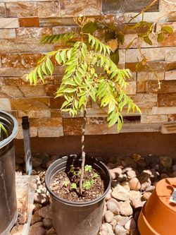 Curry Leave Plants