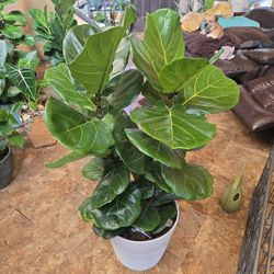 4ft Tall Fiddle Leaf Fig Plants In  13in Ceramic Pot 
