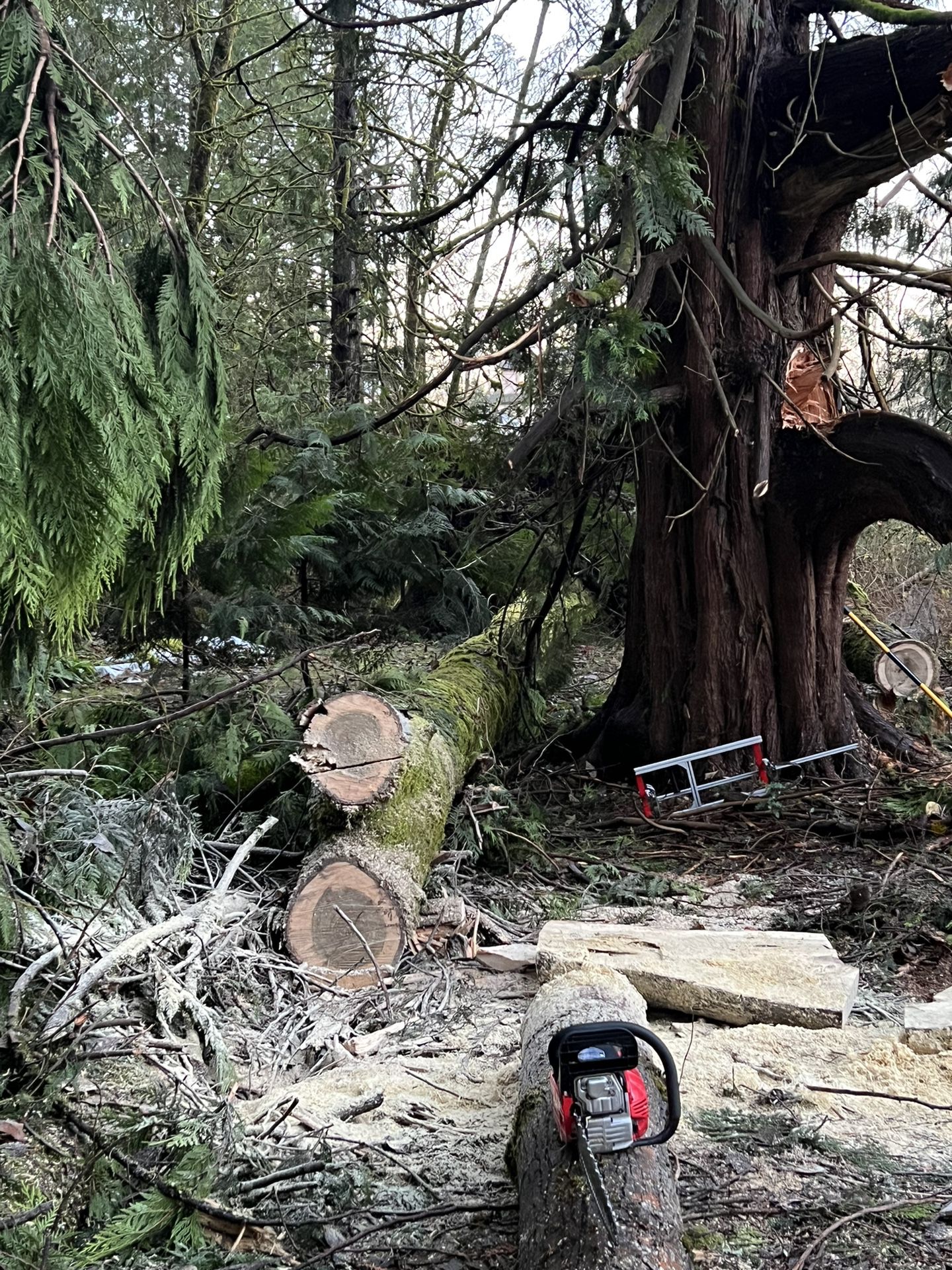 Free Firewood  - Update 12/26