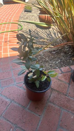 Toyon native plants $5 each