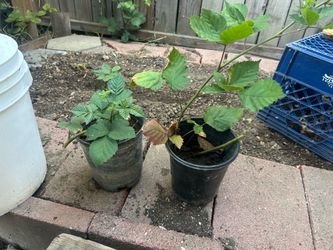Thornless blackberry plants for sale