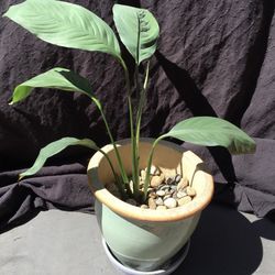 Peace Lilly In Decorative Ceramic Pot