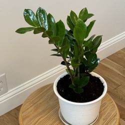 ZZ Indoor Plant