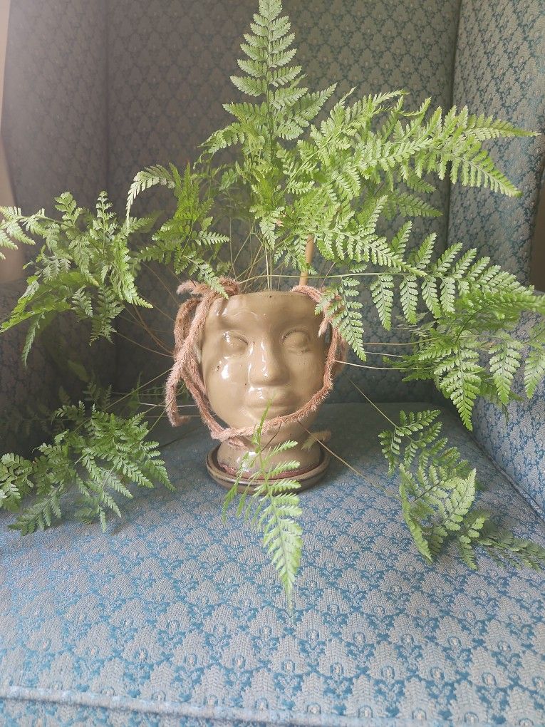 Real Plant Rabbits Foot Fern