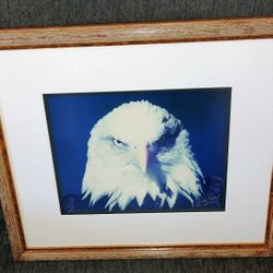 BEAUTIFUL FRAMED BALD EAGLE PHOTOGRAPH