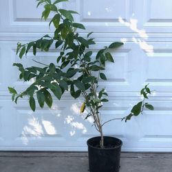Planta DE Huele De Noche. Plant.