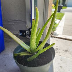 Aloe Vera plants for sale .each 3$ like new and healthy plant