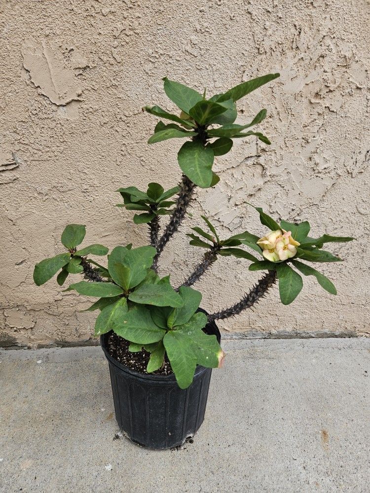 Crown Of Thorns Plant