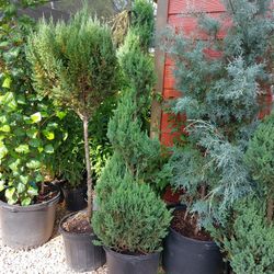 Spiral Blue Poin Juniper