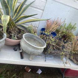 Plantas / Plants 