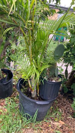Plantas
