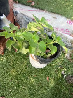 Oregano
