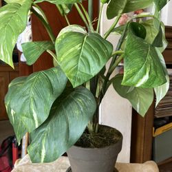 *** 28 inch Silk Faux Plant In Pot With Filler***