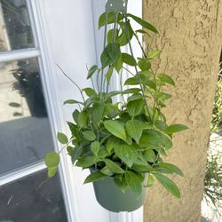 Hoya Fitchii Plant