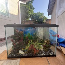 Fish Tank 