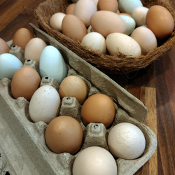 Organic Fresh Eggs $6/Dozen