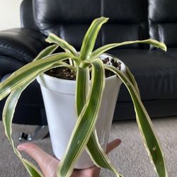 Natural Plant With Vase
