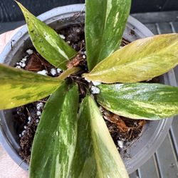 Philodendron Caramel Marble - Rare Plant