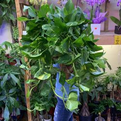 6” Pot Size: Pothos & Philodendron 