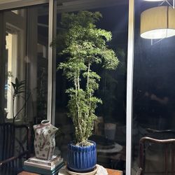 Tropical Plant Bonsai