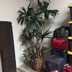 Planta Grande Decorativa 