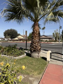 Free Palm Tree
